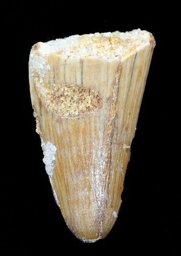 Cretaceous Fossil Crocodile Tooth - Morocco #50240